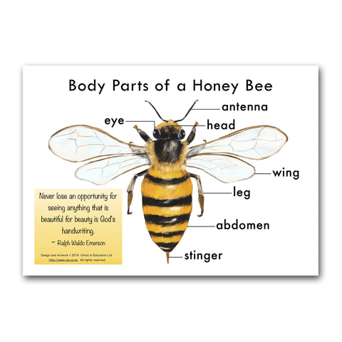 Body Parts of a Honey Bee Poster
