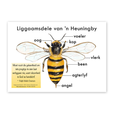 Afrikaans Poster of the Body Parts of a Bee