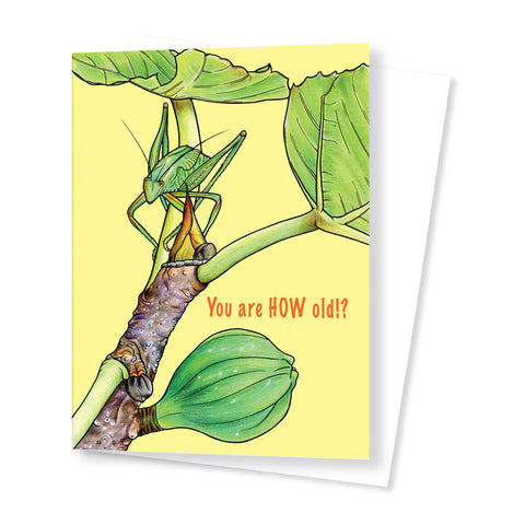 Katydid (Birthday Card)